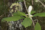 Umbrella tree